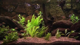 Aquarium Mobile HD Video Live Wallpapers Download Now! screenshot 3