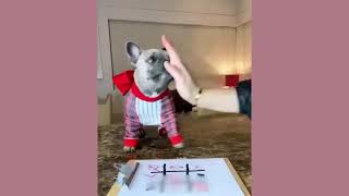 funniest animals video best cats😹 and dogs🐶 videos of 2023