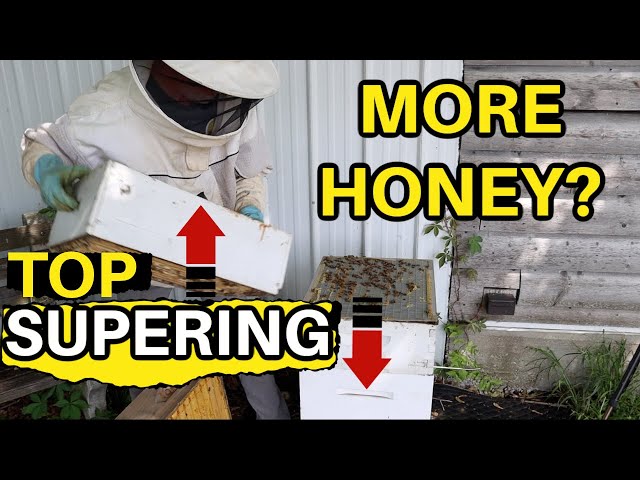 Beekeeping: Adding New Super On Top Or Bottom? class=