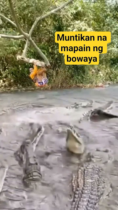 muntikan na makain ng buwaya na c lalay