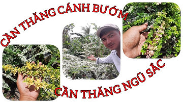 Cây cần thăng cánh bướm/ cần thăng ngũ sắc 0386569374 -Hoa kiểng Cái Mơn - Ngọc Ngân Bến Tre
