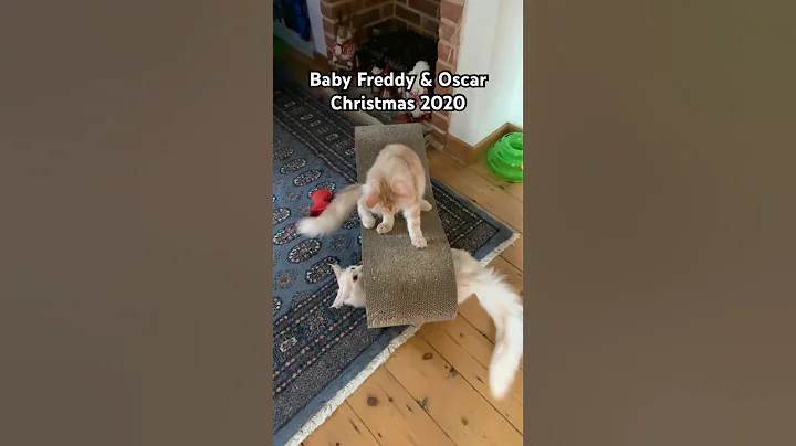 Video 11330971: maine coon kitten playing