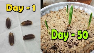 DATE SEED GERMINATION | How to Grow Date Palm Tree from Seed | Date Palm Plant  Sprouting Seeds