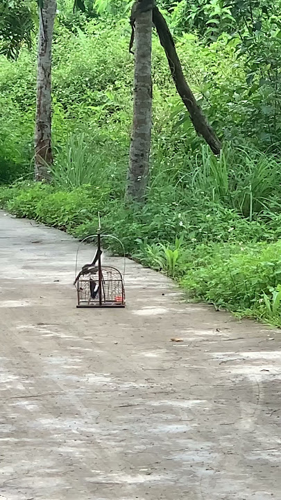 Bẫy choè than siêu víp
