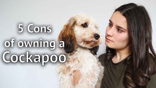 WHY YOU WOULDN'T WANT A COCKAPOO: 5 reasons why a cockapoo might not be the right breed for you