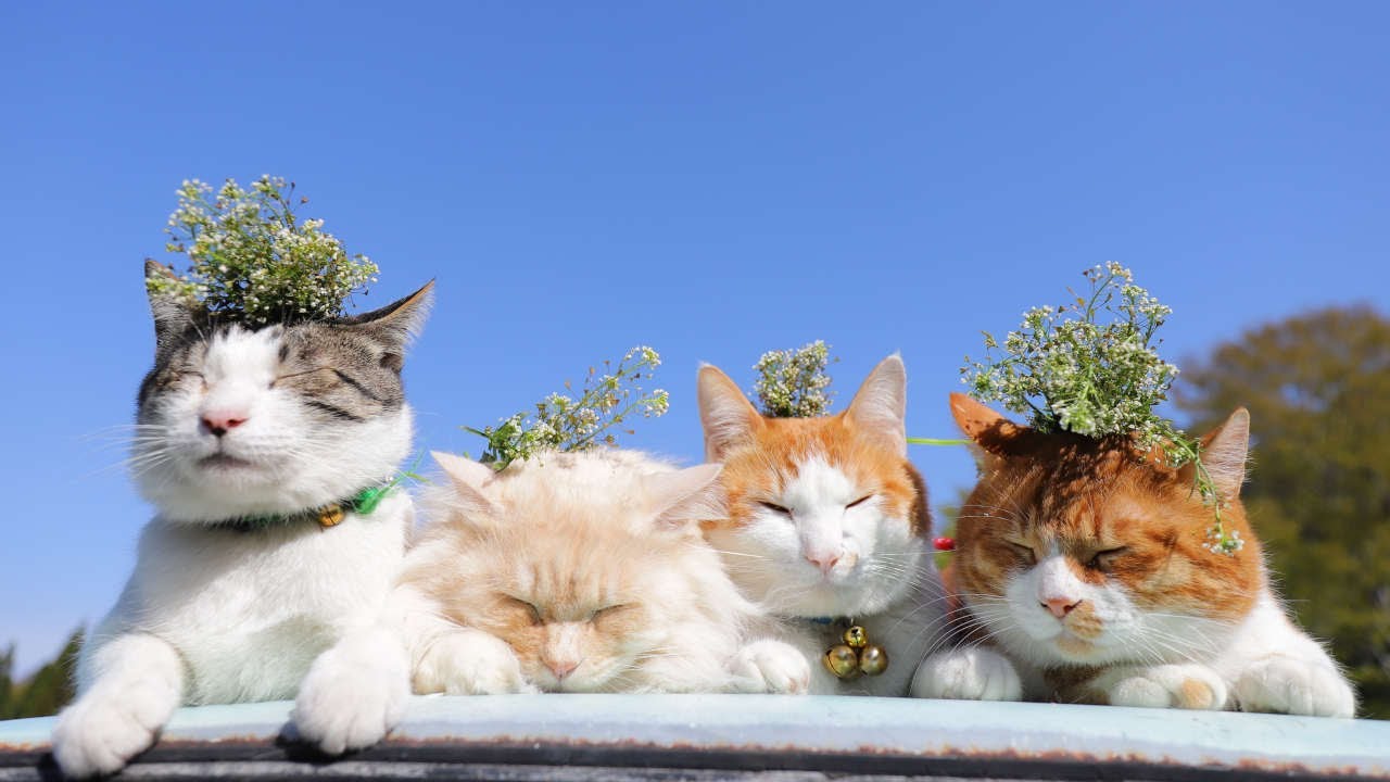 なずな のせ猫 2024 240516 - YouTube