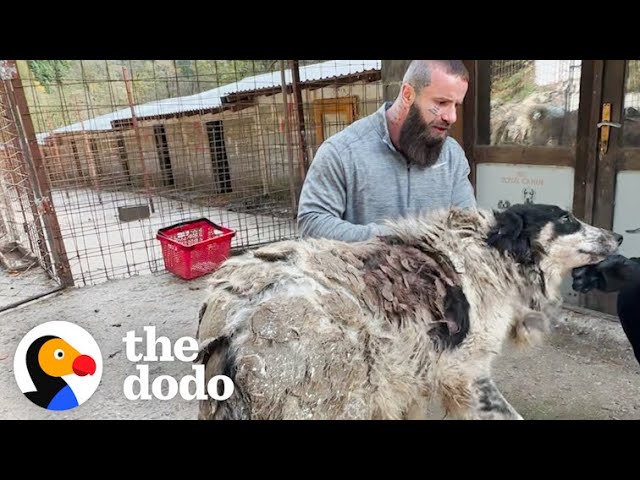 Shlelter Dog Carries 14 Pounds Of Matted Fur | The Dodo class=