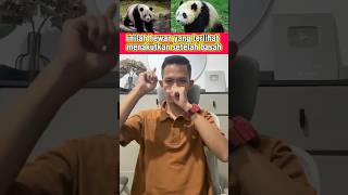 INILAH HEWAN YANG TERLIHAT MENAKUTKAN SETELAH BASAH #fajarkw