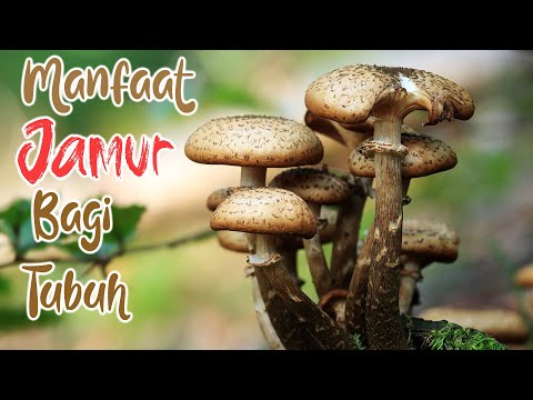 10 MANFAAT JAMUR UNTUK KESEHATAN | Baik untuk Kolesterol