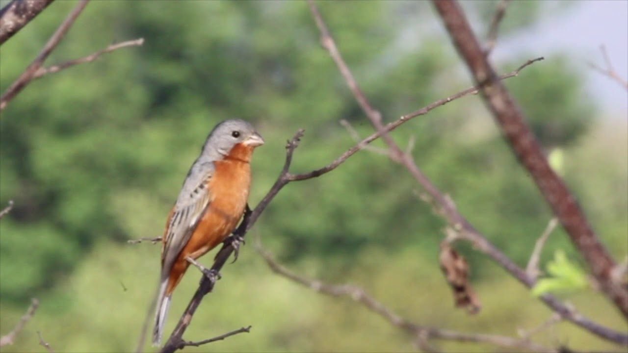 Ruddy-breasted Seedeater - Sporophila minuta 