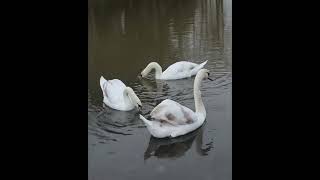 more nearly white cygnets Canon R7 4K