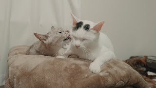 春なのに寒すぎるから猫達がこうなりました by ねこほうパパ 8,659 views 1 month ago 10 minutes, 48 seconds