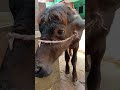 melu#bacchon_ka_😀video #animals #comedymovies #funnycomedy