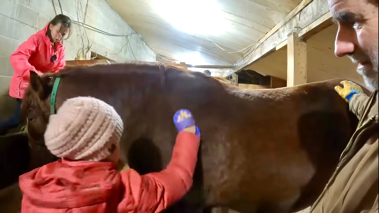 Sharing the LOVE OF HORSES with the Next Generation // DRAFT HORSE CHORES #409