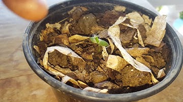 My dragonfruit were attacked by snails