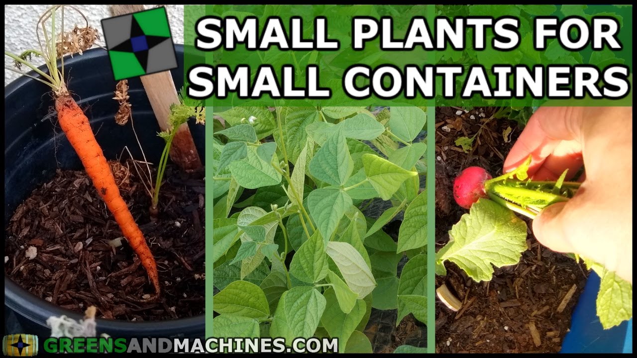 5 More Vegetables to Grow in 1 Gallon Container Gardens