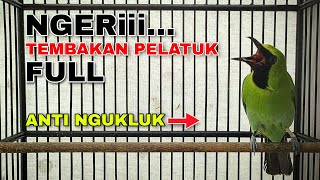 NGERI || CUCAK IJO GACOR FULL ISIAN PELATUK BIKIN BONGKAR ISIAN