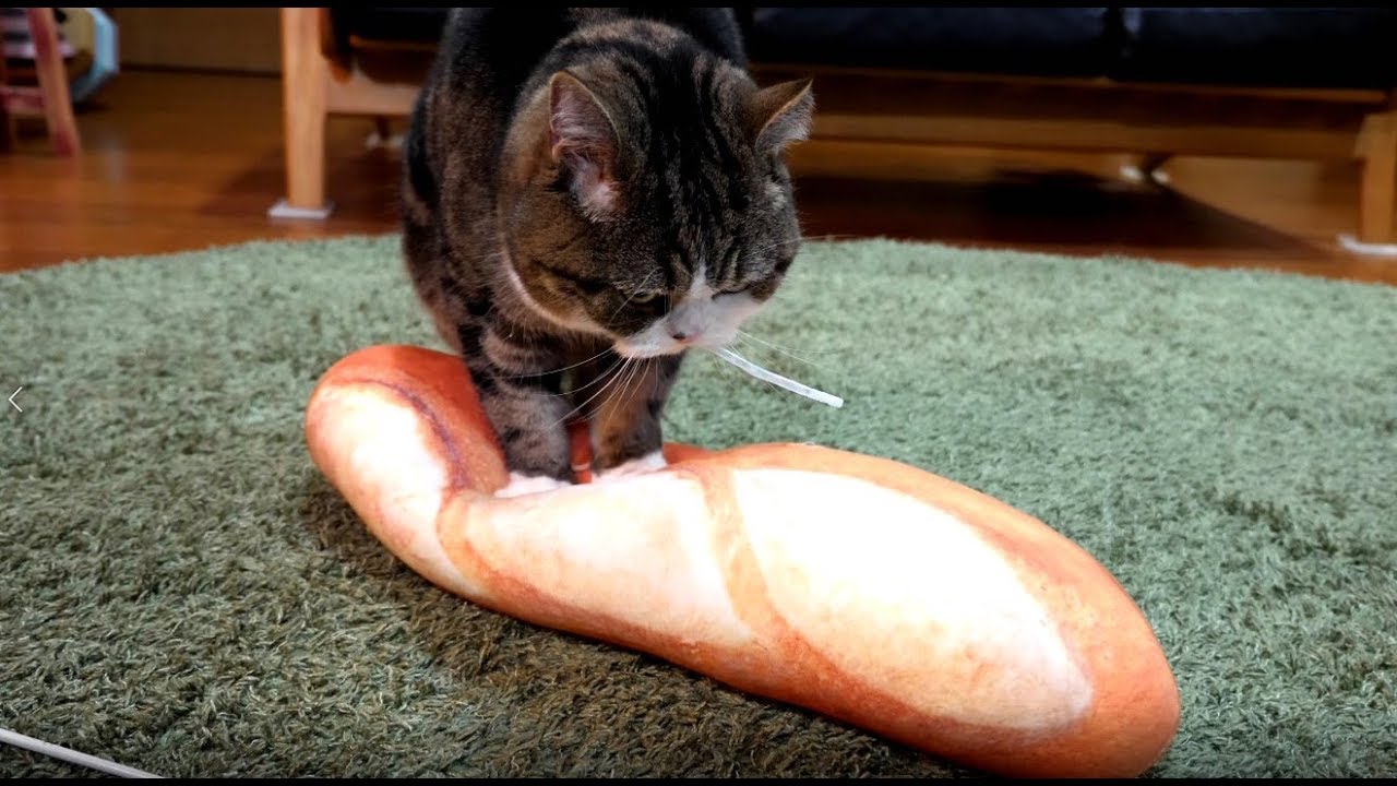 猫藓 パンをこねるねこ。-Maru kneads bread.-