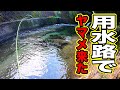 ヤマメ釣り解禁したので鱒レンジャーを使って渓流と用水路を攻めてみたよ！