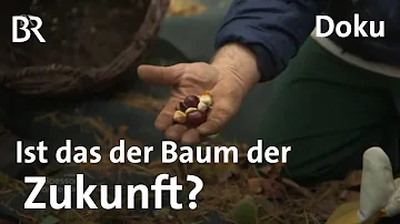 Wo wachsen Kastanienbäume in Deutschland?