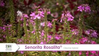 Señorita Rosalita® Cleome | Proven Winners® Favorite with P. Allen Smith