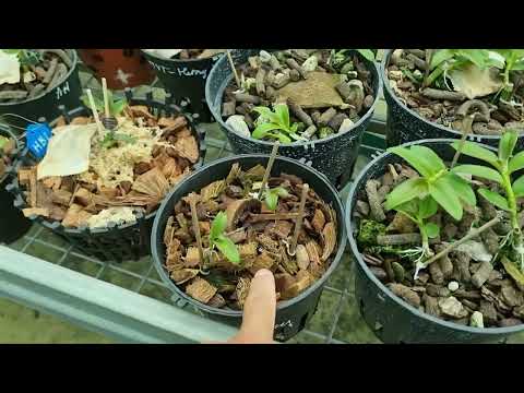Video NHỮNG BÔNG VAR 5 CÁNH HỒNG VÀI TỶ GIỜ SAO - youtube