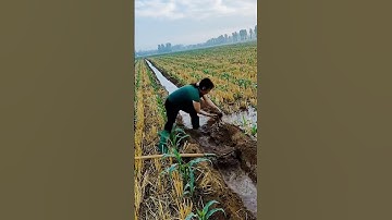 water flow process in rice fields #shorts