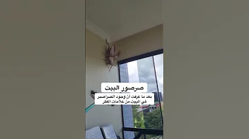 صرصور البيت ما عرفت ان أن وجود الصراصير في البيت من علامات الفقر 