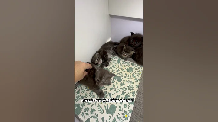 Video 10368731: mainecoon kitten catlover cats, mainecoon kitten catlover cute, mainecoon cat kitten funny, fun mainecoon