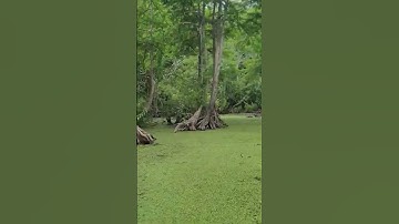 Thumbnail of Swamp tour @ new orleans ,Louisiana #swamptour #allegator #swamptour2023