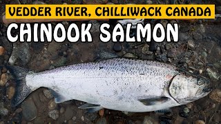 We Chased VEDDER RIVER CHINOOK SALMON For One Week | Fishing with Rod