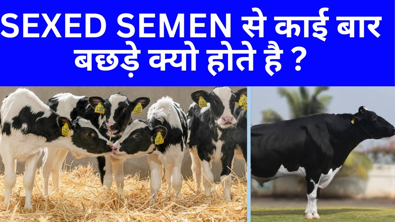 SEXED SEMEN से  बछड़े क्यो होते है ? Male calf with sexed semen ? @drcharandeep