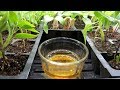 How to Use Apple Cider Vinegar to Stop Fungus Gnats in Vegetable & House Plants: Set Up Examples