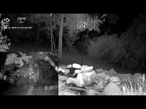 Live Cam & Sounds of the Texas Hill Country Darkness! Wildlife & Feeder Bandits!  #wildlife #ASMR