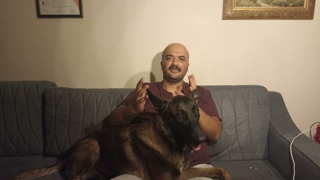 BELÇİKA MALİNOİS İÇİN TEHLİKE ÇANLARI ÇALIYOR...