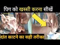 pig farming in india , pig farming in muzaffarnagar