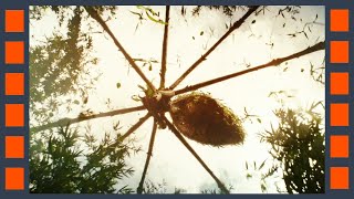 Гигантский паук — Конг: Остров черепа (2017) Сцена из фильма