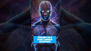 Unlocking the Endocannabinoid System