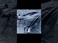 The Day the Earth Stood Still: Nano-bugs that can’t be stopped… aliens or AI?  #movie #movies
