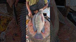 See How The Fastest Tilapia Fish Is Harvested At The Fish Market