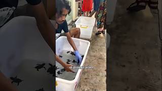 Penyu Kecil Kembali Laut