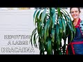 HOW TO REPOT A LARGE DRACAENA / JoyUsGarden