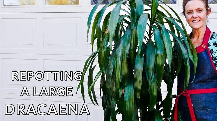 Master the Art of Repotting Dracenas with JoyUsGarden