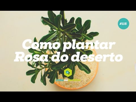 Vídeo: Xeriscaping com flores silvestres: escolhendo flores silvestres para jardins do deserto