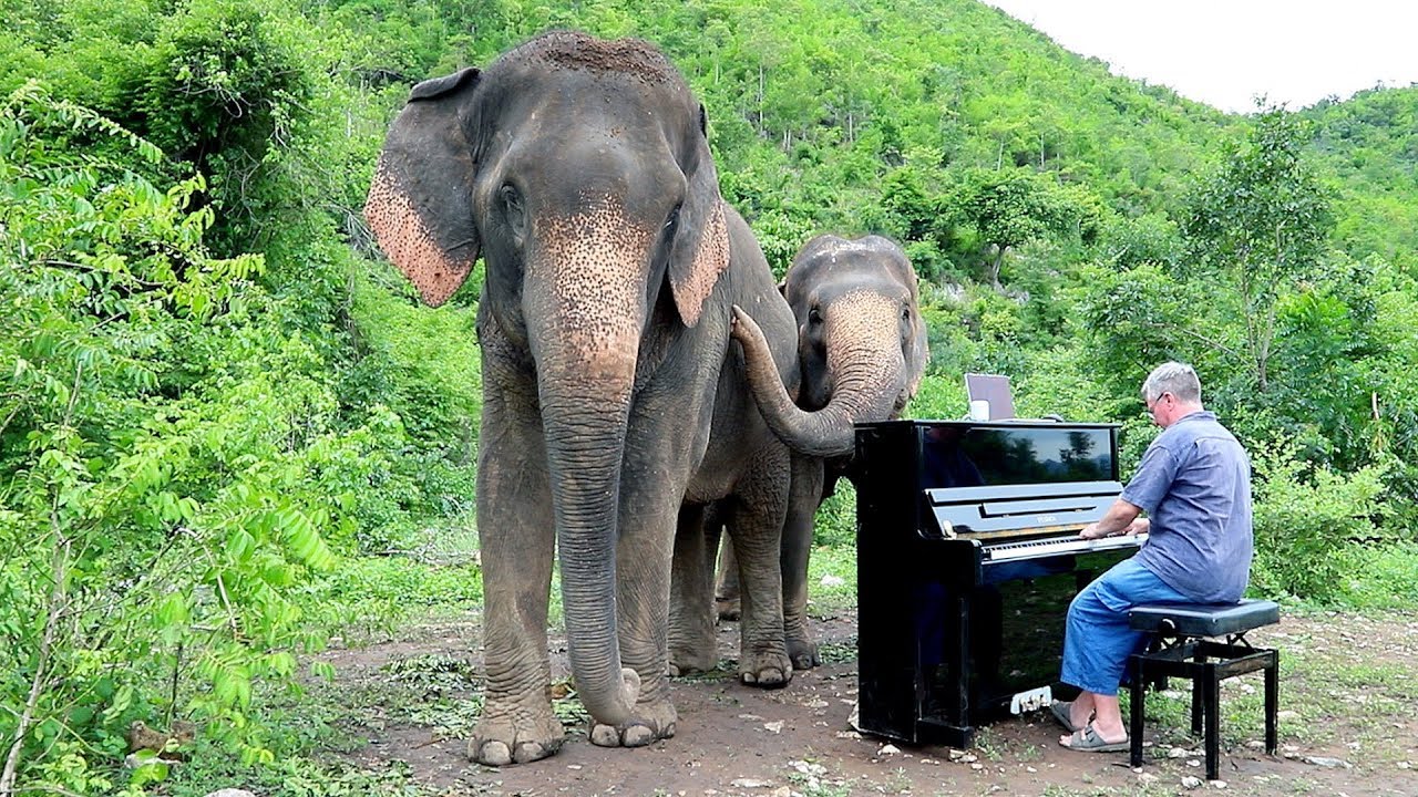 Watch Mayumi Kato “Language of Flowers” for Elephants - Lidia Baich, violin, Paul Barton, piano on YouTube Watch Mayumi Kato “Language of Flowers” for Elephants - Lidia Baich, violin, Paul Barton, piano on YouTube