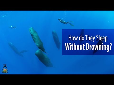 How do Whales and Dolphins Sleep Without Drowning?