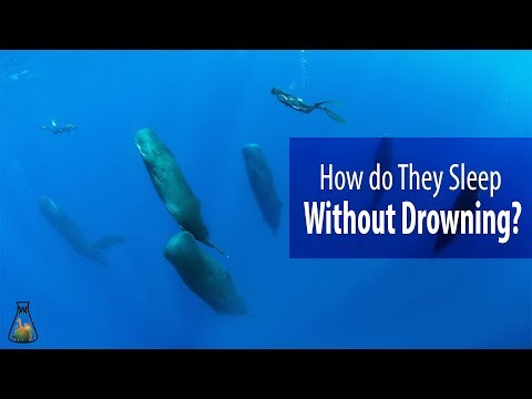 Video: How Dolphins Sleep