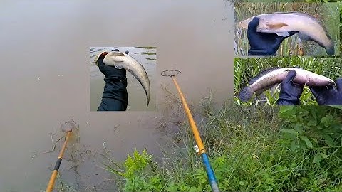 kích cái ruộng lúa ngập nước bắt được mấy em cá lóc về nấu canh chua