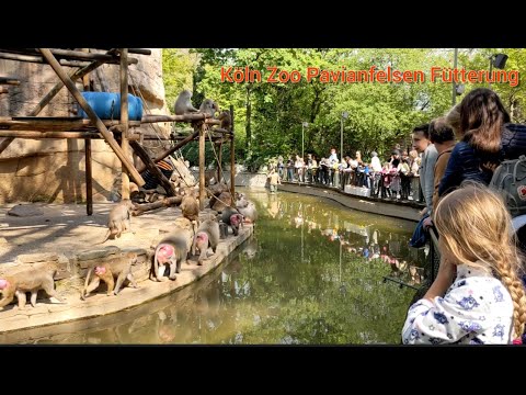 Kölner Zoo Pavianfelsen Fütterung 22.04.2022