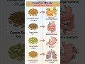 4 Powerful Seeds → 4 Organs Healing Process #shorts